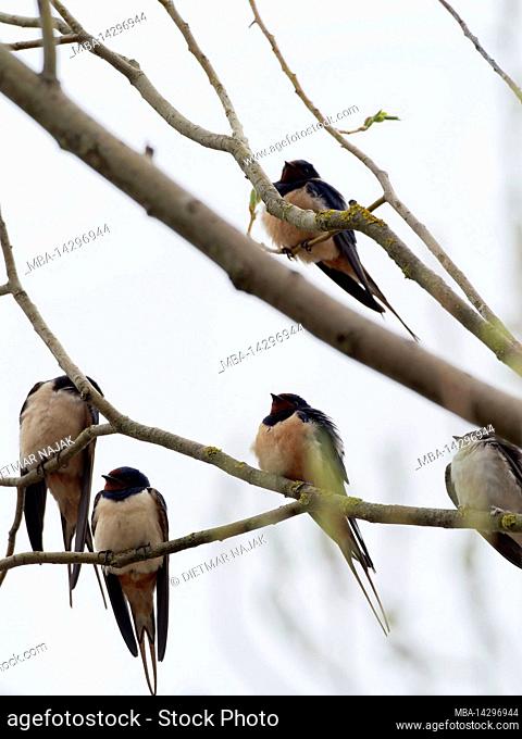 Barn swallow, Hirundo rustica