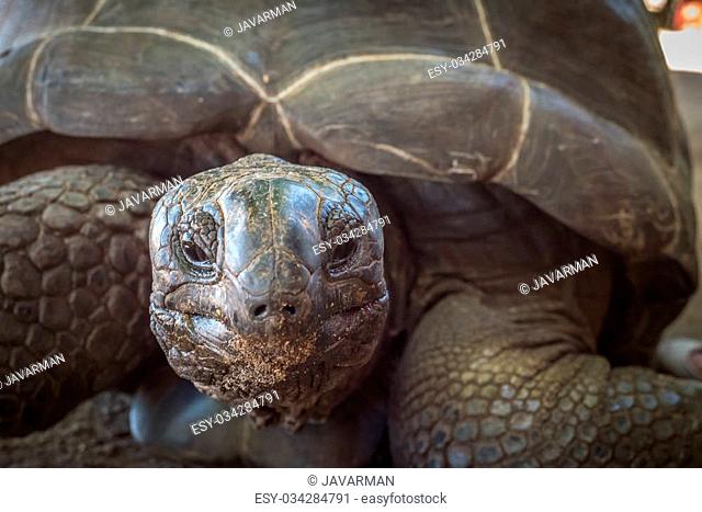 Seychelles giant turtle