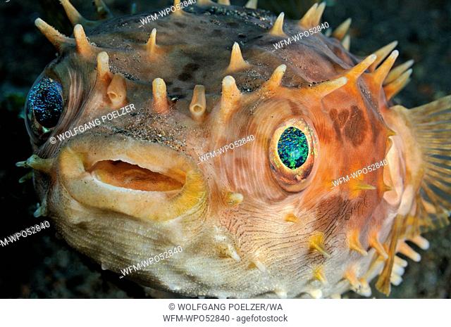 Portrait of Orbicular Burrfish, Cyclichthys orbicularis, Tulamben, Bali, Indonesia