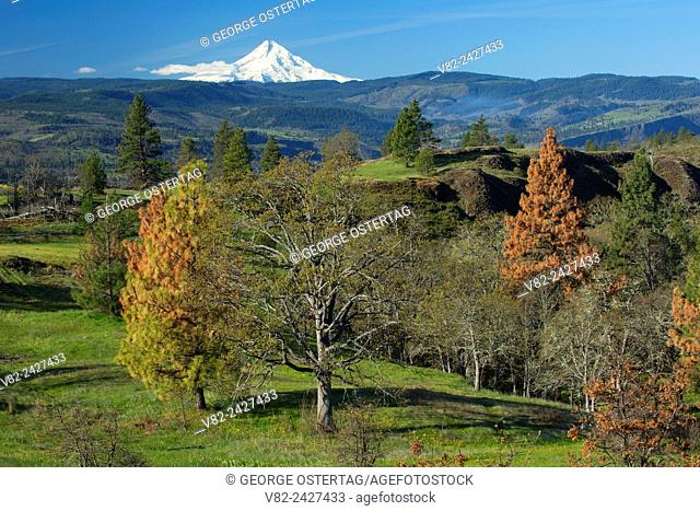 Grassland forest to Mount Hood, Catherine Creek Day Use Area, Columbia River Gorge National Scenic Area, Washington