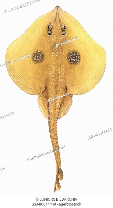 DEU, 2006: Cuckoo Ray, Butterfly Skate (Raja naevus), female, drawing