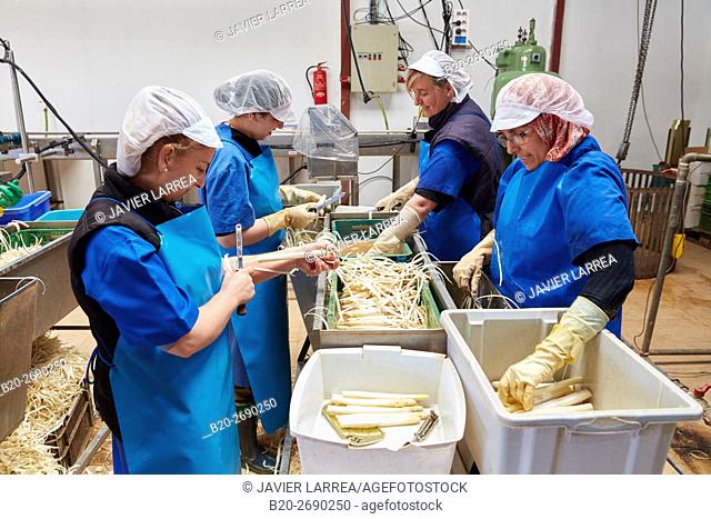 Peeling asparagus, Canned vegetables, Canning Industry, Agri-food, Los Arcos, Navarre, Spain