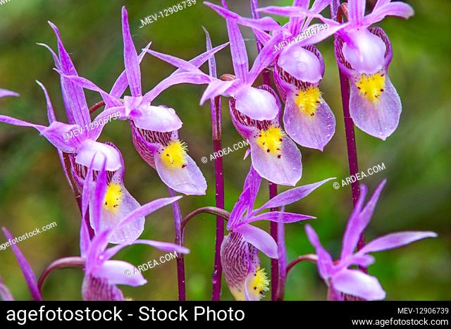 Calypso Orchid or Fairyslipper (Calypso bulbosa) wildflower. Northern Rocky Mountains. May-June
