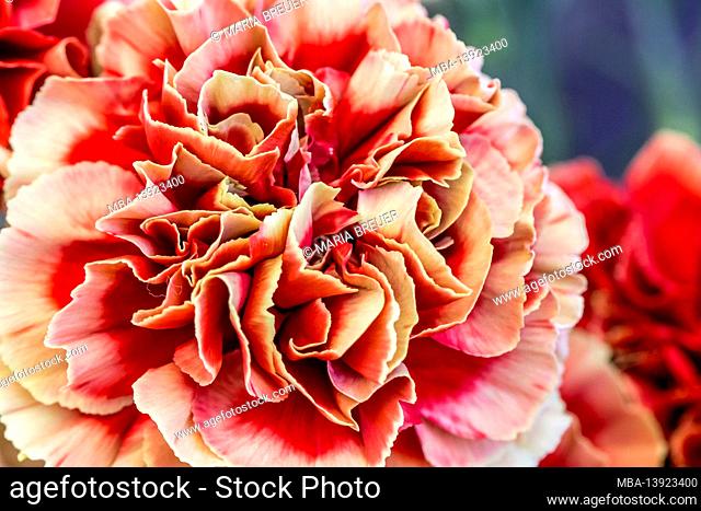 Carnations, Flower Hall, Inspiration Nature, State Garden Show, Ingolstadt 2020, new term 2021, Ingolstadt, Bavaria, Germany, Europe