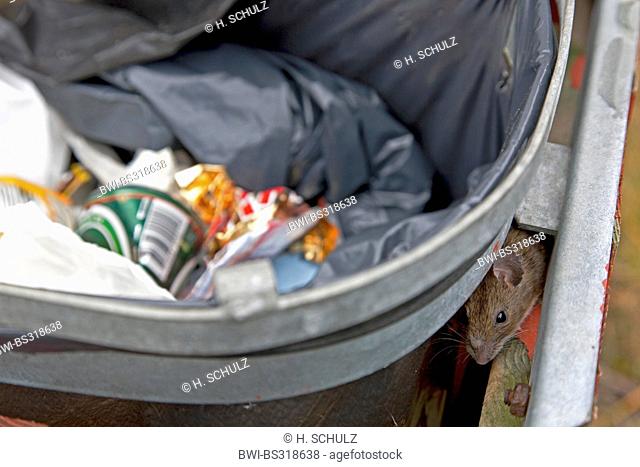 Brown rat, Common brown rat, Norway rat, Common rat (Rattus norvegicus), looking for food in an open waste bin, Denmark, Jylland