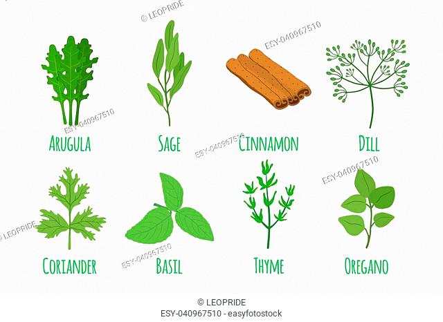 Herbs and spices, basil, thyme, arugula, sage, oregano, coriander, cinnamon. Organic green condiment. Made in cartoon flat style. Vector illustration