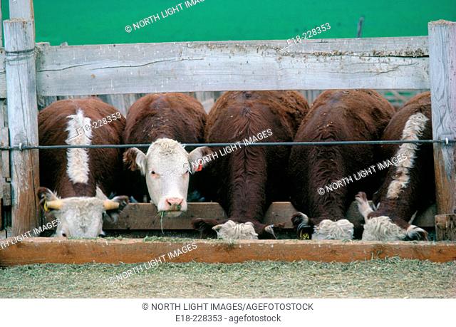 Cattle in feedlot preparing for market. Cache Creek. British Columbia. Canada