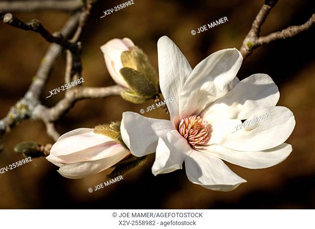 Magnolia salicifolia, also known as Willow-leafed magnolia or Anise Magnolia at the University of Minnesota Landscape Arboretum