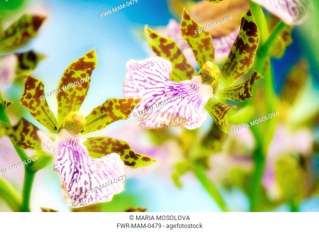 Zygopetalum, Orchid