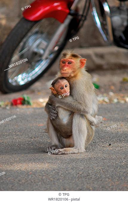 monkeys inAlagarkoil Temple