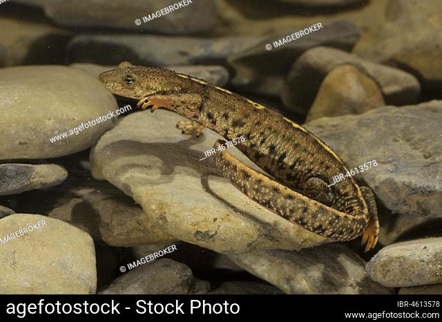 Pyrenean brook salamander (Calotriton asper) in water body, Aragon, Spain, Europe