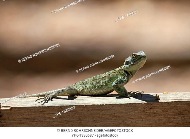 female Southern Tree Agama, Acanthocercus atricollis, sitting on beam, Uganda