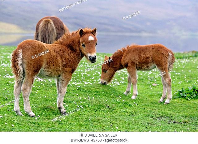 Shetland pony Equus przewalskii f. caballus, two light brown foals standing amidst blooming pasture, one of them grazing and the other one looking into the...