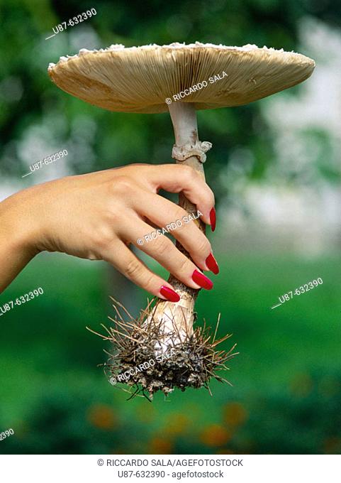 Female hand with a mushroom