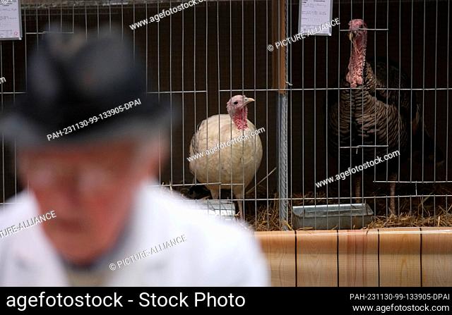 30 November 2023, Saxony, Leipzig: Turkeys in cages. From December 1 to 3, 2023, the 127th Lipsia Federal Show and the 27th Breed Pigeon Show will take place at...