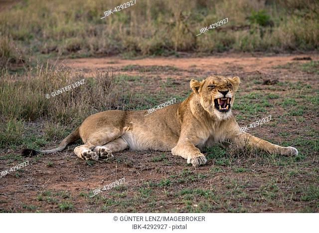 Lioness (Panthera leo) baring teeth, Sabi Sands Game Reserve, Sabi Sabi Bush Lodge, South Africa