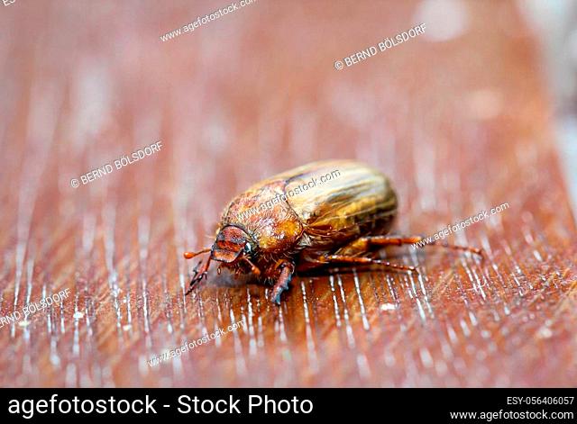 A close up of a beetle, pest, insect