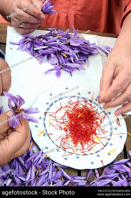PRODUCTION - 17 October 2023, Saxony, Döbrichau: Freshly plucked red spice threads from the first harvested saffron crocuses (Crocus sativus) are seen on a...