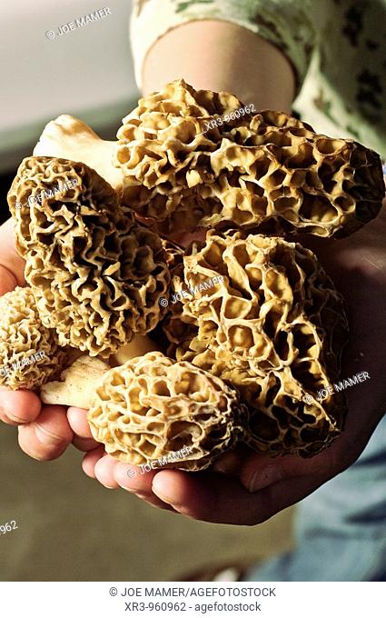 A handful of freshly picked morel mushrooms held by female child  Morchella, the true morels, is a genus of edible mushrooms  These distinctive mushrooms appear...