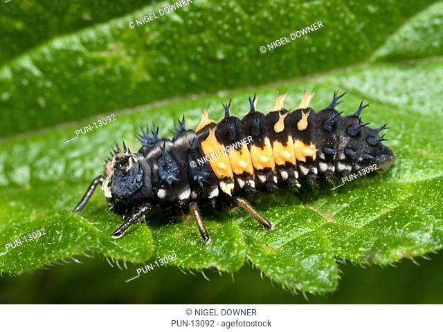 Close-up of a harlequin ladybird larva Harmonia axyridis resting on a leaf in a Norfolk wood