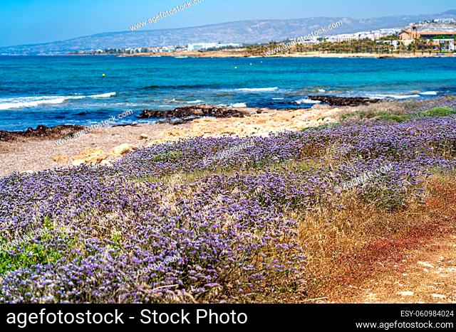 Limonium sinuatum winged mediterranean sea lavender growing wild in Cyprus seashore. Wonderful coastline in Paphos, Cyprus with purple flowers in May