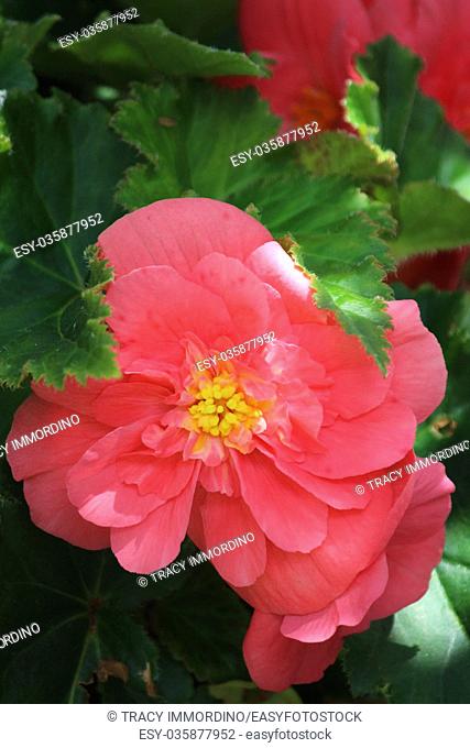 Macro shot of a pink Begonia in full bloom surrounded by green leaves