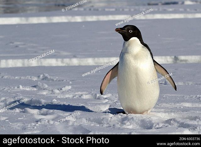 Adelie penguin which stands on an ice floe near the crack