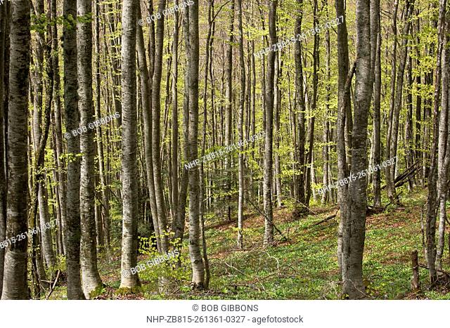 Beech Woodland in spring, above Ax les Thermes, eastern Pyrenees, France