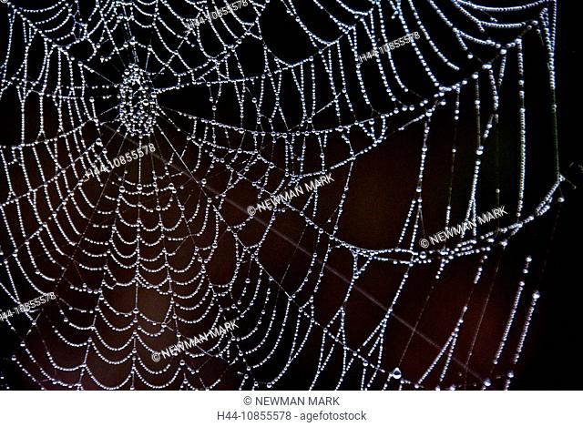10855578, orb spider web, USA, North America, Flor