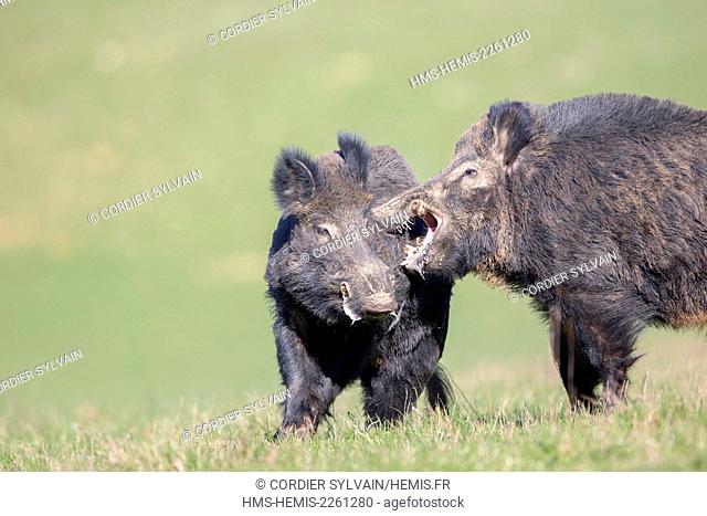 France, Haute Saone, Private park, Wild Boar (Sus scrofa), males fighting