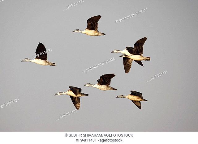 Comb Ducks. Chambal Valley, Madhya Pradesh, India