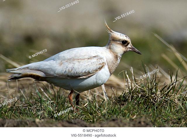 A partial albinistic mutant of Northern Lapwing (Vanellus vanellus) from Tipperne, Denmark. - 03/08/2007