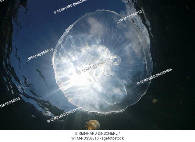 Moon Jellyfish with Backlight, Aurita aurita, Jellyfish Lake, Micronesia, Palau