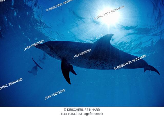 Atlantic spotted dolphin, Stenella frontalis, USA, America, United States, North America, FL, Florida, Atlantic Ocean