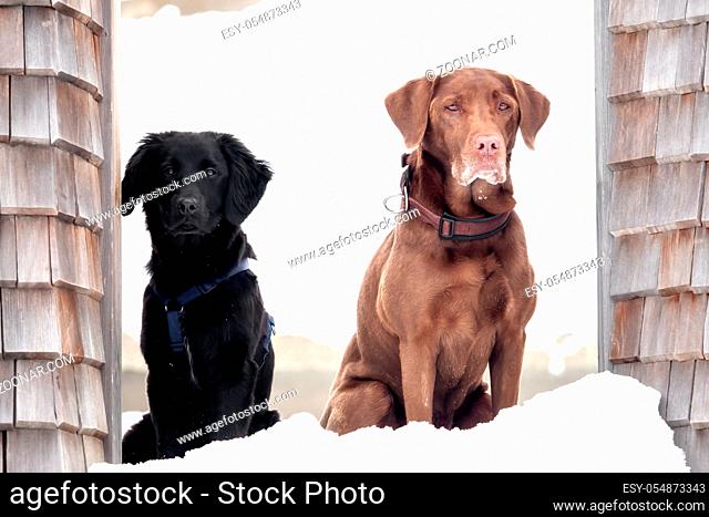 A labrador and a puppy are playing in the snow