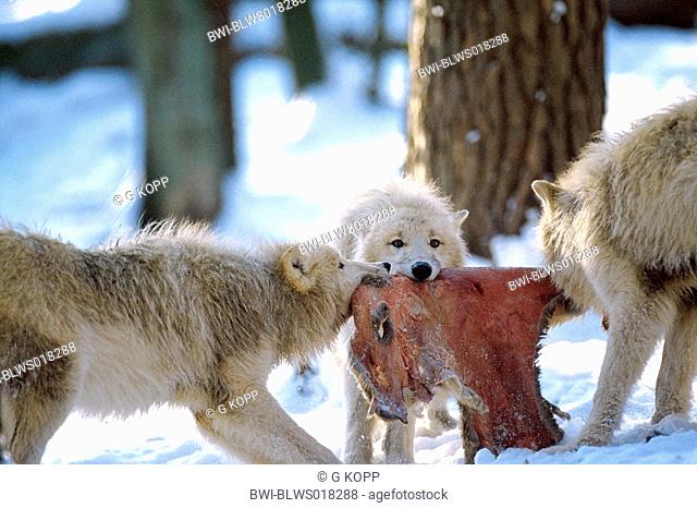 arctic wolf, tundra wolf Canis lupus albus, youngs scramblin for prey, Germany, Saarland, Merzig