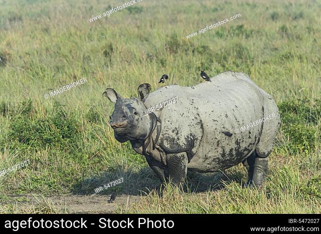 Indian rhinoceros (Rhinoceros unicornis) with myna birds, Kaziranga National Park, Assam, India, Asia