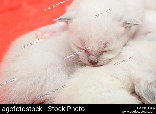 Young sacred birman kittens litter
