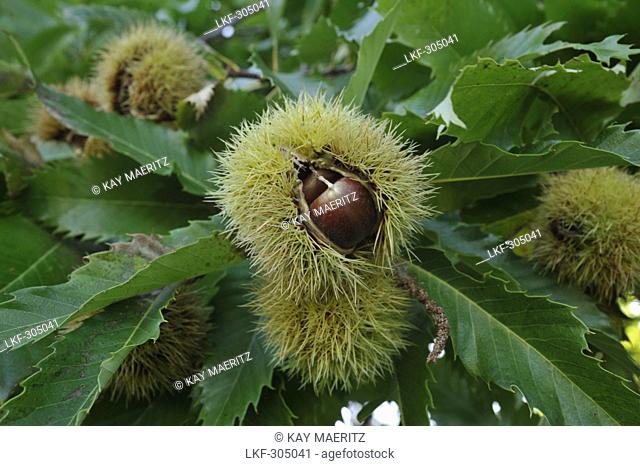 Close up of sweet chestnuts and bur of chestnut, Province Grosseto, Toskana, Italy, Europe