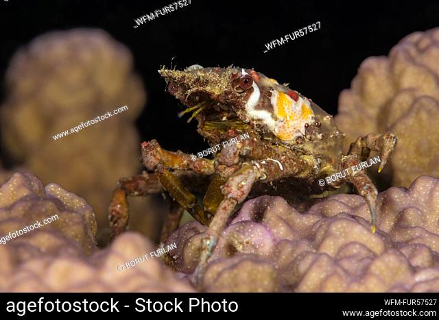 Decorator Crab, Cyclocoeloma tuberculata, Cenderawasih Bay, West Papua, Indonesia