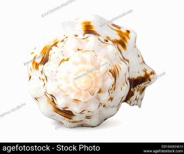 Front view of shell isolated on a white background