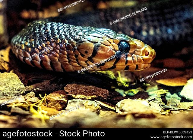 Single Middle American indigo snake - latin Drymarchon Couperi or Drymarchon melanurus - known also as Blacktail cribo natively inhabiting North