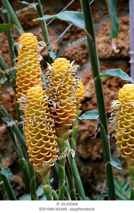 Zingiber spectabile, commonly known as beehive ginger