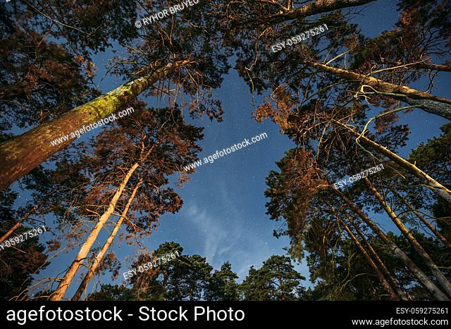 Crown Of Pine Trees Woods Under Night Starry Sky. Night Landscape With Natural Real Glowing Stars Over Forest
