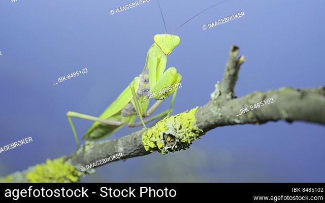 Closeup of Green praying mantis sits swaying on tree branch and looking at on camera lens on green grass and blue sky background