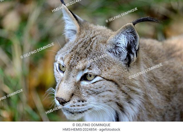 France, Moselle, Animal Park Saint Croix, Rhodes, Feline, European Lynx (Lynx lynx), close up head