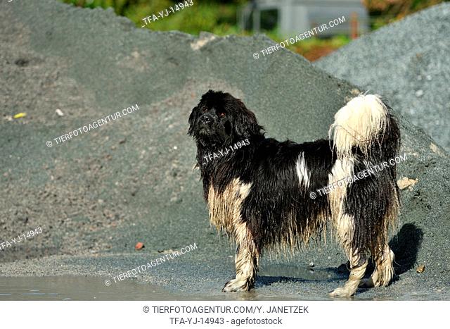 Newfoundland Dog