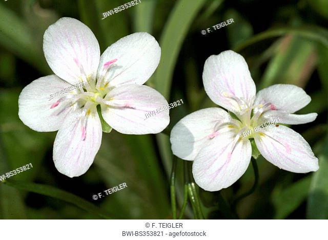Eastern spring beauty, Virginia spring beauty (Claytonia virginica), flowers