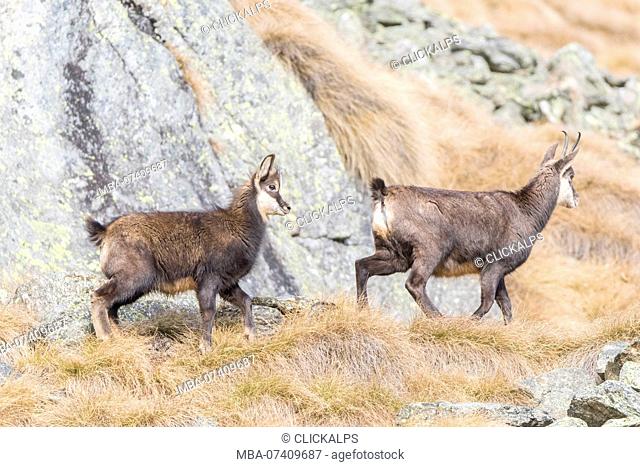 Chamois mother and son, Ciamousseretto, Orco Valley, Gran Paradiso National Park, Piedmont, Province of Turin, Italian alps, Italy
