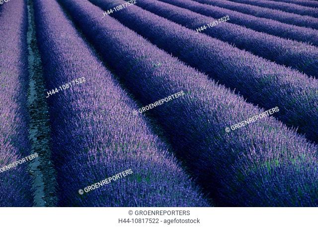 lavender, lavenderfield, flowers, purple, color, landscape, cultivated, sunshine, summer, blooming, perfume, travel, d
